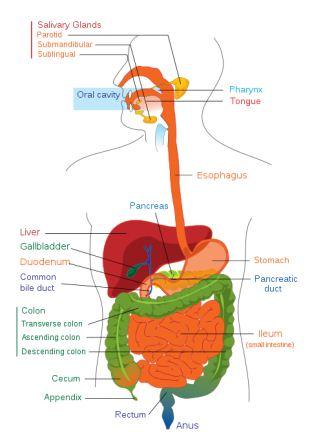 digestive system digestive system